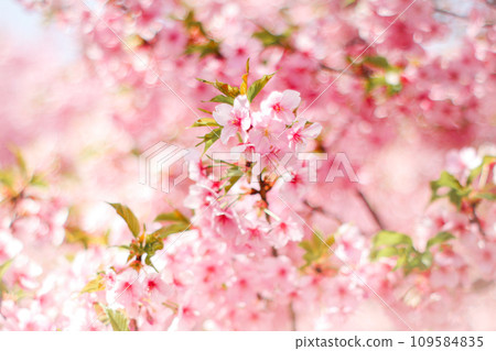 [Spring material] Kawazu cherry blossoms in full bloom 109584835