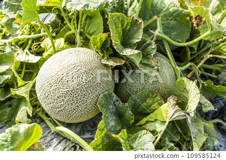Close-up of cantaloupes growing in farmland in Yunlin, Taiwan. 109585124