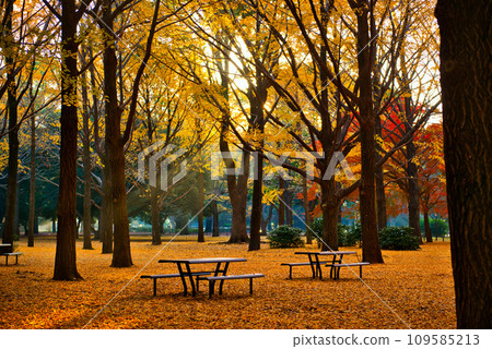 代代木公園的秋葉 深秋朝陽下的銀杏林風景 109585213