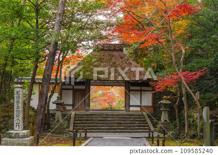Kyoto in autumn, the main gate of Honen-in Temple covered in autumn leaves 109585240