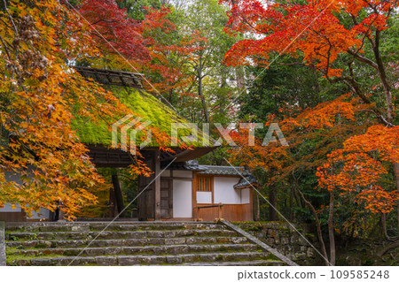 秋天的京都，法然院被秋葉覆蓋 109585248