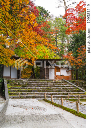 秋天的京都，法然院被秋葉覆蓋 109585249