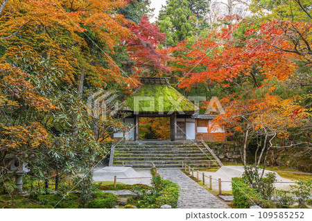 秋天的京都，法然院被秋葉覆蓋 109585252
