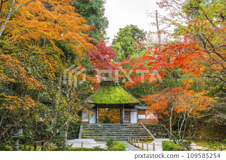 Honen-in Temple covered in autumn leaves in Kyoto in autumn Honen-in Temple covered in autumn leaves in Kyoto in autumn 109585254