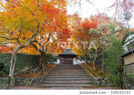 Anrakuji temple gate covered in autumn leaves in Kyoto in autumn 109585281