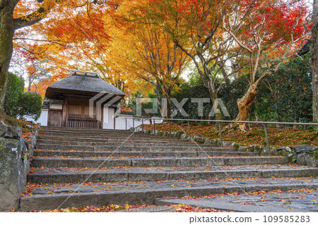 Anrakuji temple gate covered in autumn leaves in Kyoto in autumn 109585283