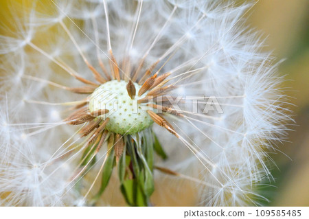 Dandelion Dandelion 109585485
