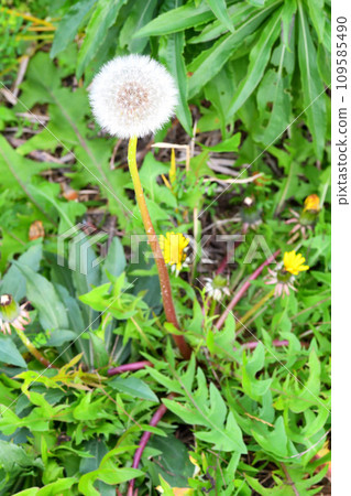 Dandelion Dandelion 109585490