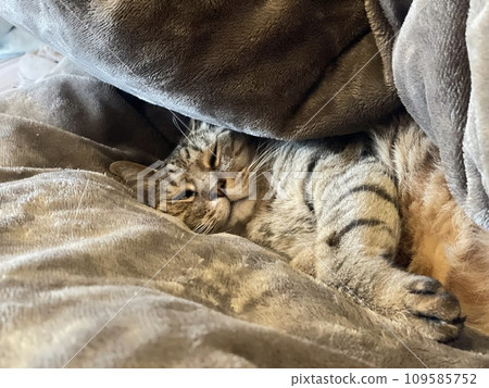 Cat sleeping on futon Cat sleeping on futon 109585752