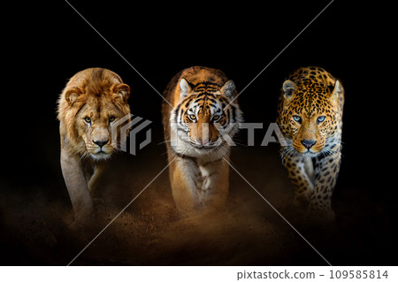 Lion, tiger and leopard, together on a black background 109585814