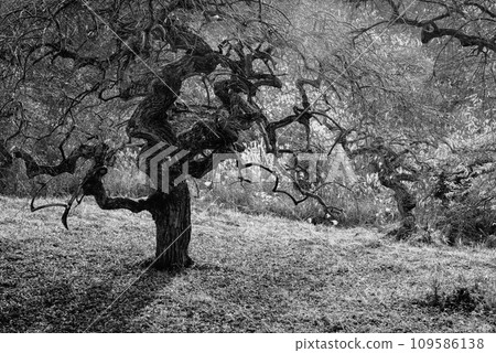 Ono's Weeping Guri Natural Area [Tatsuno Town, Kamiina County] 109586138