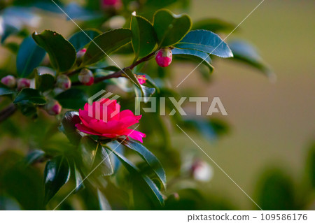 讓你感受到冬天來臨的茶梅 109586176