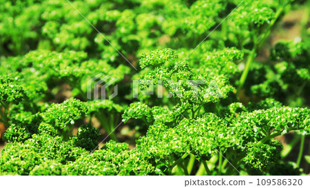 Scenery of parsley in the field Scenery of parsley in the field 109586320