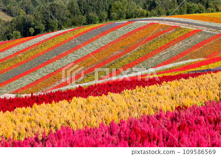 View of the flower garden on Shikisai-no-Oka, Shinsei No. 3, Biei-cho, Kamikawa-gun, Hokkaido. A view of the celosia flower field as far as the eye can see. View of the flower garden on Shikisai-no-Oka, Shinsei No. 3, Biei-cho, Kamikawa-gun, Hokkaido. A view of the celosia flower field as far as the eye can see. 109586569