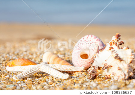 Seashell and sandy beach 109586627