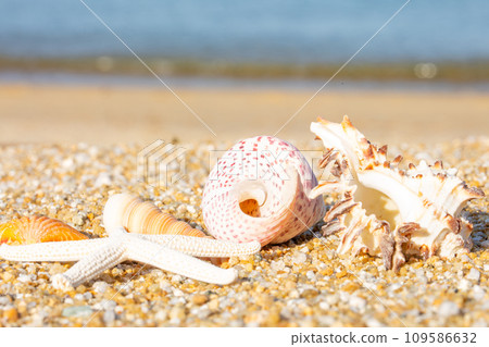 Seashell and sandy beach Seashell and sandy beach 109586632