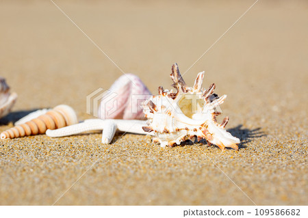 貝殼和沙灘 109586682