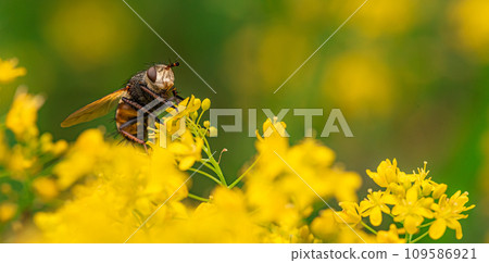 Fly Tachina Fera sitting on a yellow flower 109586921