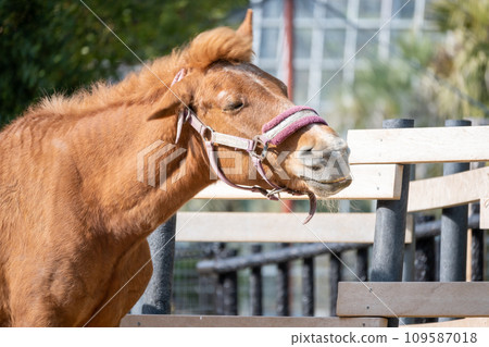 一匹棕色的馬搖晃著鬃毛 一匹棕色的馬搖晃著鬃毛 109587018