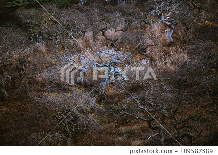 小野哭泣九里自然保護區【神伊納郡辰野町】 小野哭泣九里自然保護區【神伊納郡辰野町】 109587389