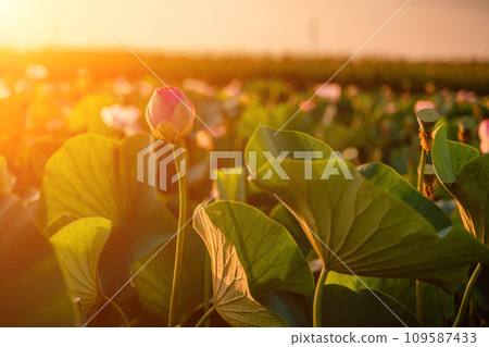 Sunrise in the field of lotuses, Pink lotus Nelumbo nucifera sways in the wind. Against the background of their green leaves. Lotus field on the lake in natural environment. Sunrise in the field of lotuses, Pink lotus Nelumbo nucifera sways in the wind. Against the background of their green leaves. Lotus field on the lake in natural environment. 109587433