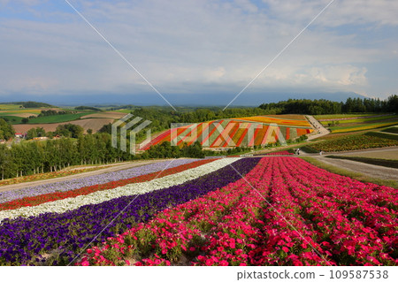 北海道上川郡美瑛町新生3號四季彩之丘的展望花園,一望無際的矮牽牛等花田的景色。 北海道上川郡美瑛町新生3號四季彩之丘的展望花園,一望無際的矮牽牛等花田的景色。 109587538