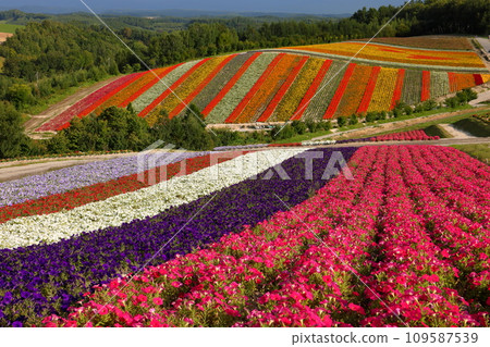 北海道上川郡美瑛町新生3號四季彩之丘的展望花園,一望無際的矮牽牛等花田的景色。 北海道上川郡美瑛町新生3號四季彩之丘的展望花園,一望無際的矮牽牛等花田的景色。 109587539
