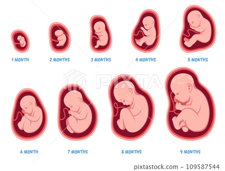 Stages of pregnancy. Fetal development process, human embryo growth cycle, nine months stages, foetus in womb, gynecology, human reproduction, isolated illustration, tidy vector set Stages of pregnancy. Fetal development process, human embryo growth cycle, nine months stages, foetus in womb, gynecology, human reproduction, isolated illustration, tidy vector set 109587544
