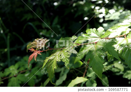 leaves wet in the rain 109587771