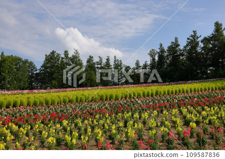 View of the flower garden on Shikisai no Oka, Shinsei No. 3, Biei-machi, Kamikawa-gun, Hokkaido. Scenery of flower fields such as green kochia and cleome (Western-style butterfly grass) 109587836