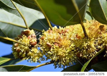 Shirodamo flower Shirodamo flower 109587876