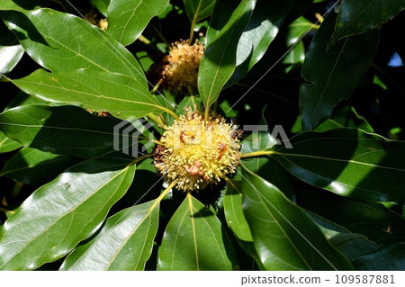 Shirodamo花 109587881