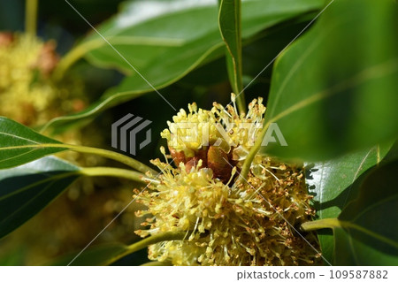 Shirodamo花 109587882