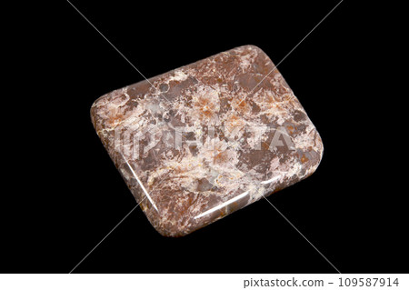 海百合化石海洋歷史 海百合化石海洋歷史 109587914