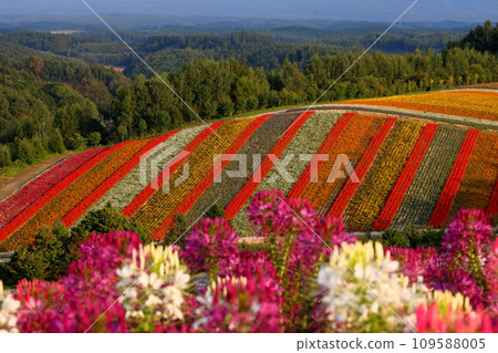 View of the flower garden on the hill of Shikisai, Shinsei No. 3, Biei-cho, Kamikawa-gun, Hokkaido. Scenery of the flower garden on the hill beyond Cleome (Western-style butterfly grass) View of the flower garden on the hill of Shikisai, Shinsei No. 3, Biei-cho, Kamikawa-gun, Hokkaido. Scenery of the flower garden on the hill beyond Cleome (Western-style butterfly grass) 109588005