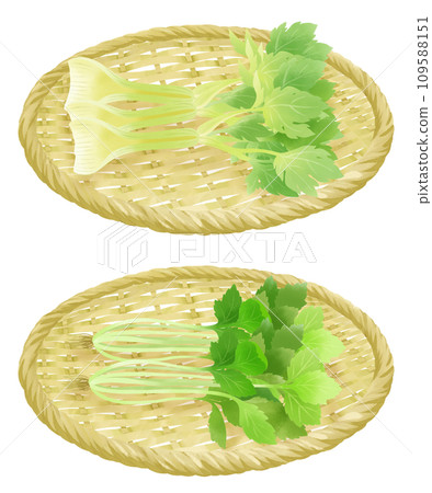 Illustration set of celery and mitsuba on a colander 109588151