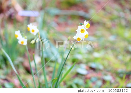 Narcissus flower 109588152