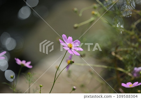 cosmos on the shore 109588304