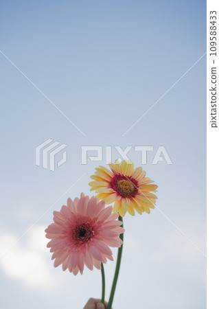 nature and landscape concept with gerbera flower and cloudy sky background nature and landscape concept with gerbera flower and cloudy sky background 109588433