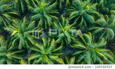 Aerial view of king coconut trees farm Aerial view of king coconut trees farm 109588507