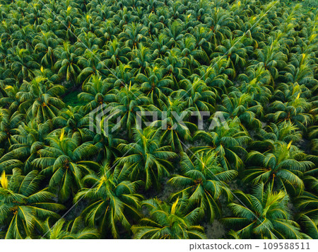 Aerial view of king coconut trees farm Aerial view of king coconut trees farm 109588511