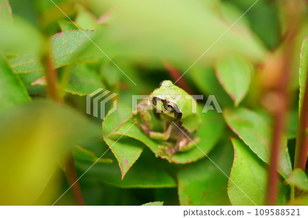 Tree frog resting on a leaf Tree frog resting on a leaf 109588521