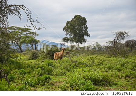 Wild African Waterbuck antelope male grazing in a meadow, Kenya 109588612