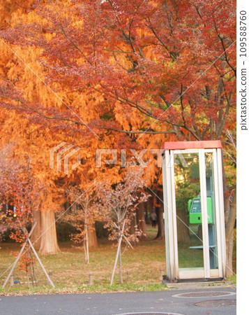 Telephone booth in autumn leaves Telephone booth in autumn leaves 109588760