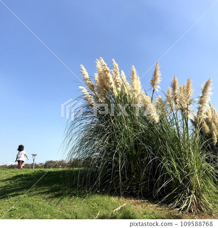 大潘帕斯草和孩子 大潘帕斯草和孩子 109588768