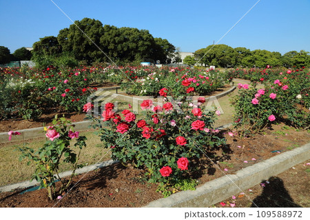 Arao City Ominous Citizen Flower Bed Rose Flower, 109588972