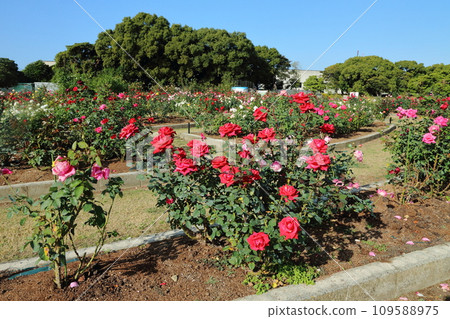 Arao City Ominous Citizen Flower Bed Rose Flower, 109588975