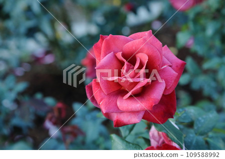 荒尾市少女公民花壇玫瑰花， 109588992