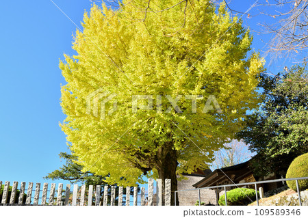 堀越觀音的銀杏本堂[和歌山縣伊東郡葛城町] 109589346