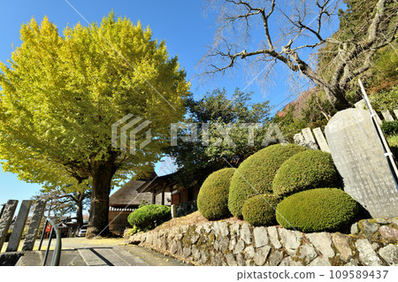 堀越觀音(本殿)的銀杏【和歌山縣伊東郡葛城町】 堀越觀音(本殿)的銀杏【和歌山縣伊東郡葛城町】 109589437
